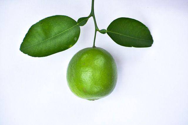 Ilustrasi daun jeruk (pixabay.com/Nandalal_Sarkar)