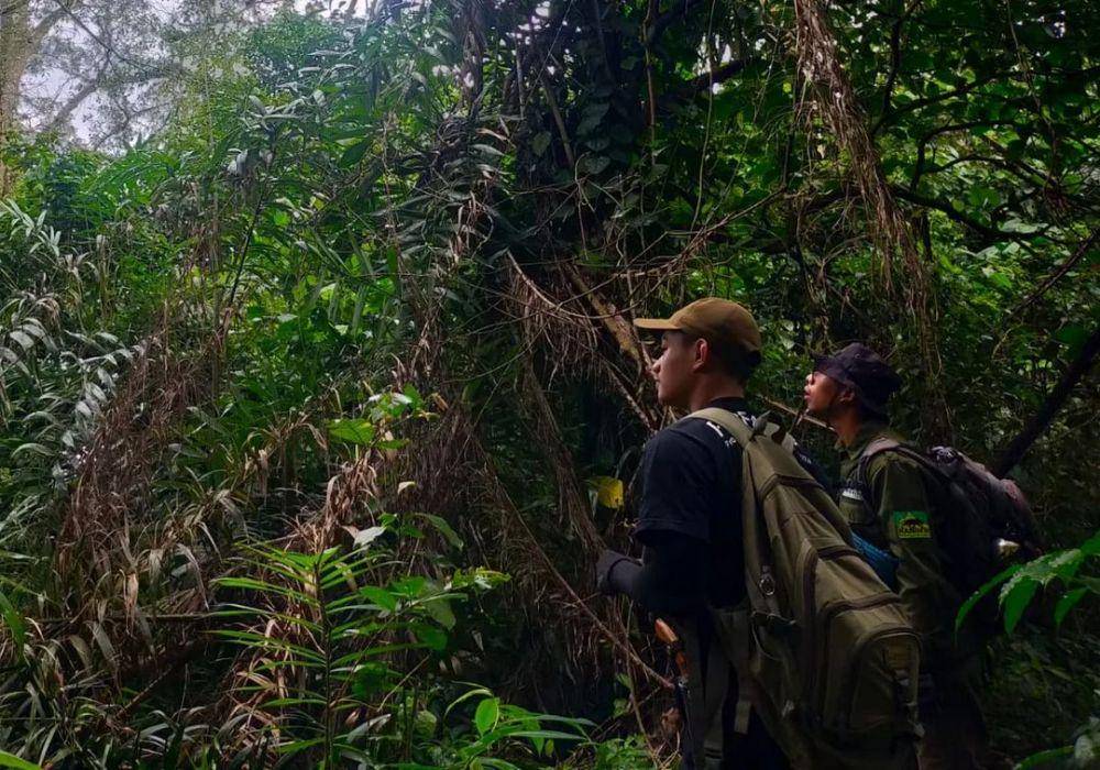 Ranger Profauna saat melakukan patroli hutan di lereng Gunung Kelud. (Instagram/profauna_indonesia)