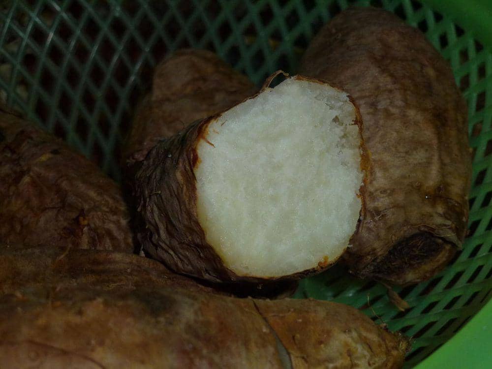 Apakah Kimpul dan Gembili itu Sama?