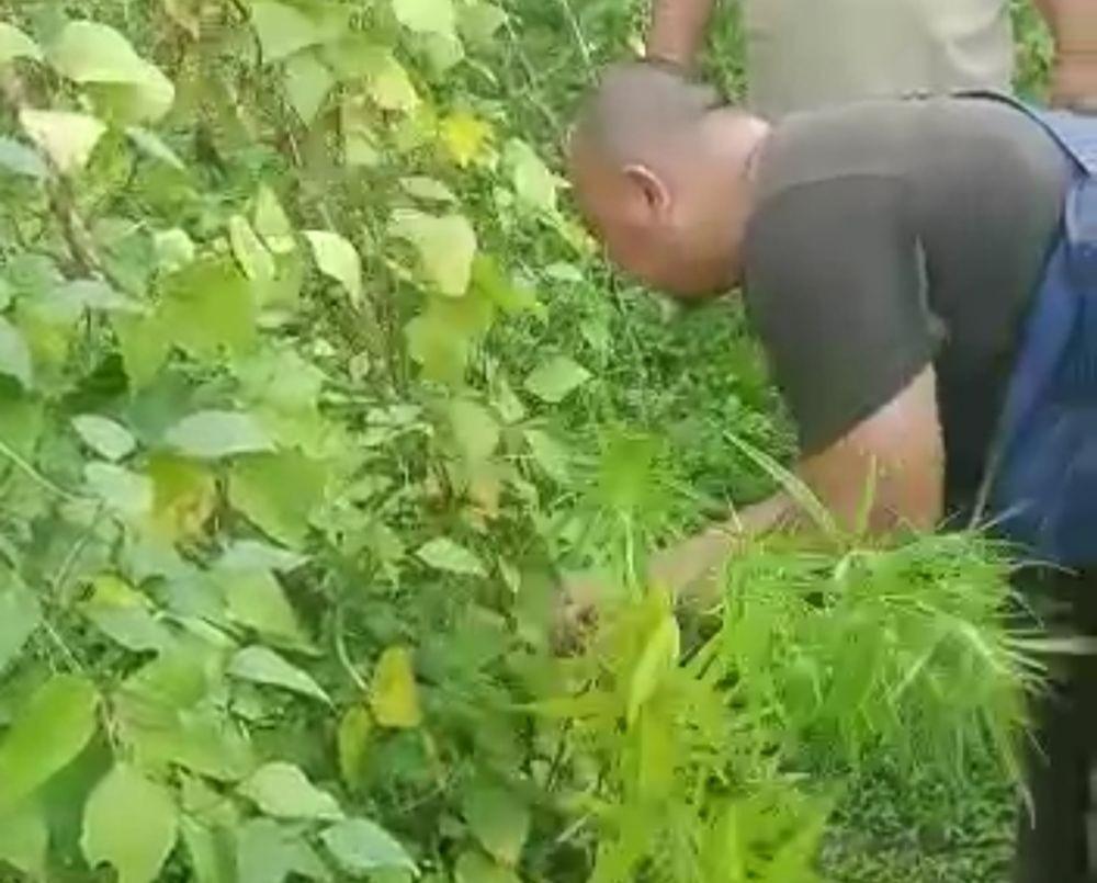 Polisi Temukan Ladang Ganja Ditanam Bersama Sayuran di Lampung Selatan