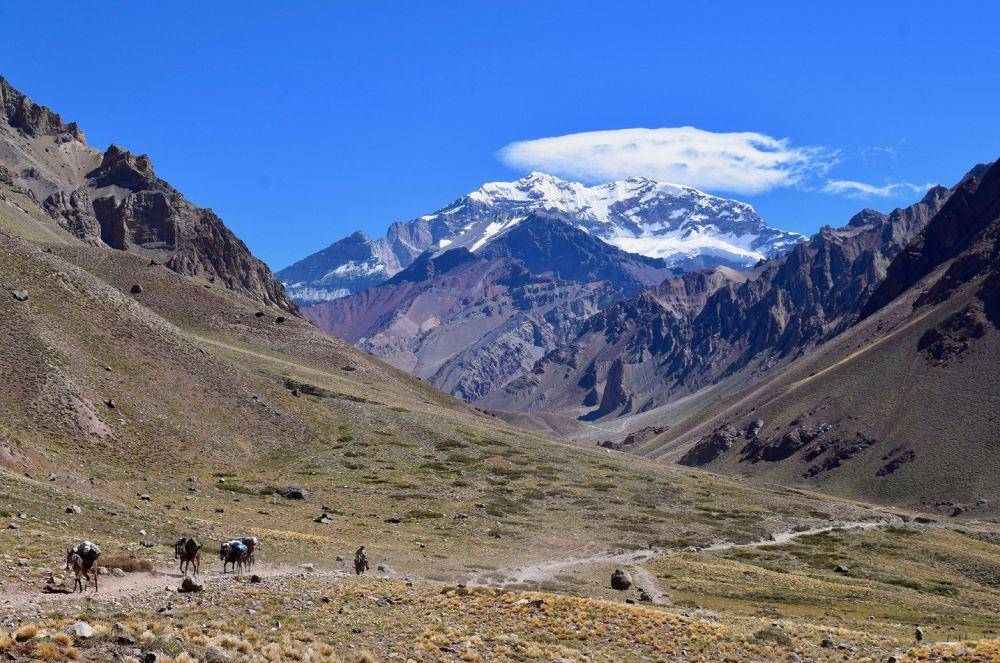 potret kuda-kuda pengangkut beban di kaki Gunung Aconcagua (unsplash.com/Lachlan Cruickshank)
