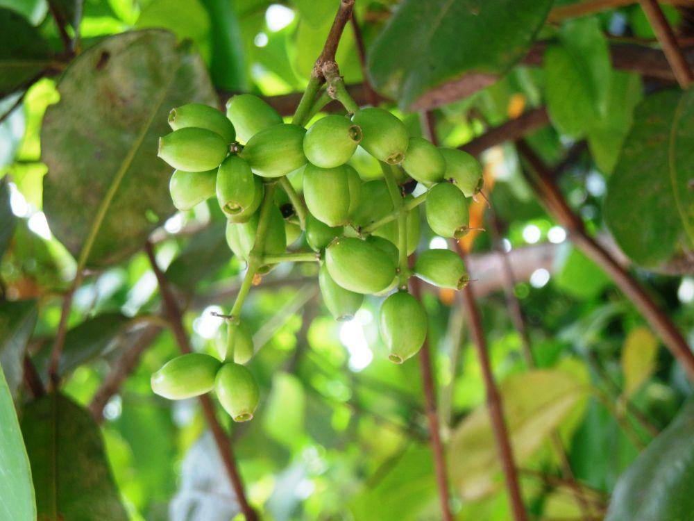 buah jamblang mentah (flickr.com/Wagz Cruz)
