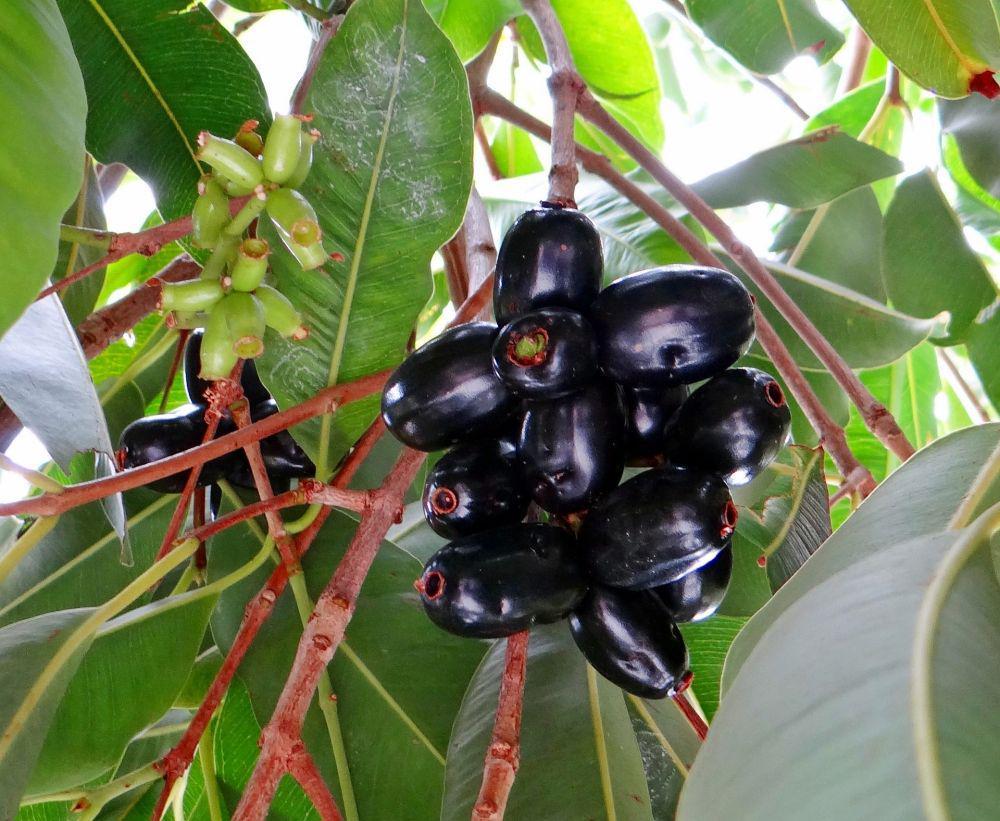 10 Fakta Menarik Buah Jamblang, Sudah Pernah Makan?
