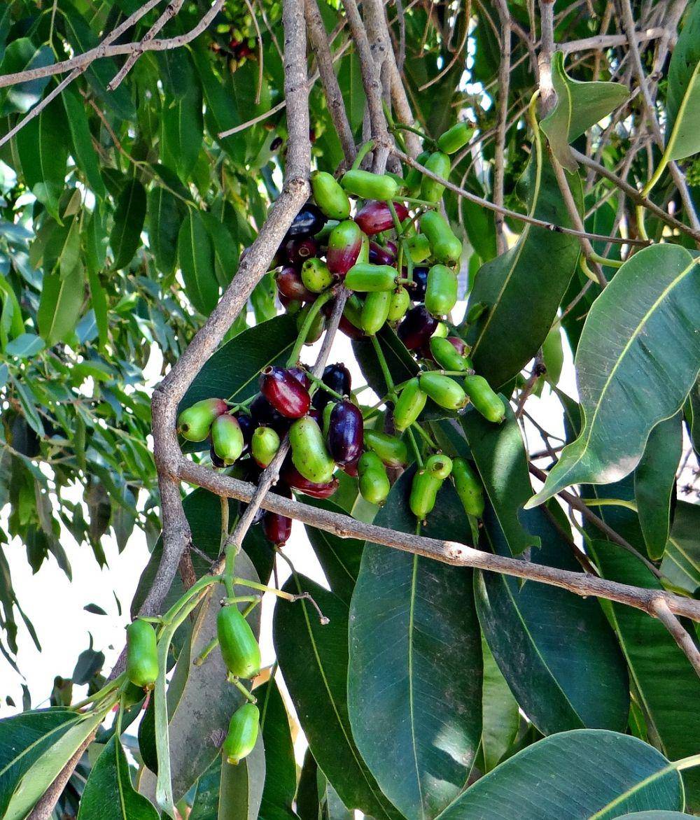 buah jamblang (pixabay.com/sarangib)
