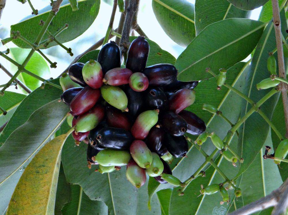 buah jamblang (pixabay.com/sarangib)