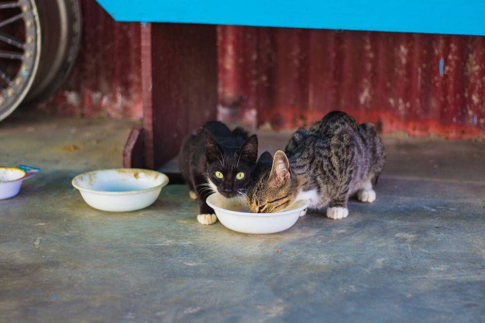 Unsplash/Bonnie Kittle