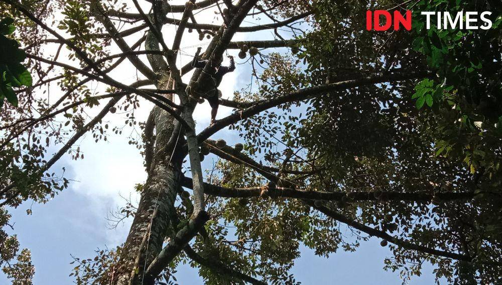 Kahono seorang diri bergelantungan memetik durian Yuyem di atas pohon setinggi 15 meter. (IDN Times/Fariz Fardianto)