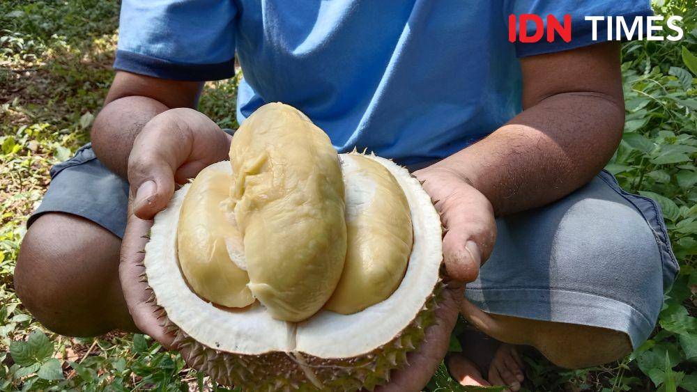 Buah durian Yuyem memiliki tekstur daging yang tebal dengan tingkat kemanisan yang diatas rata-rata. (IDN Times/Fariz Fardianto)