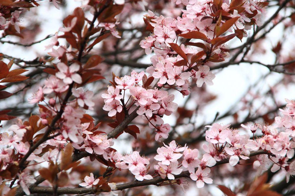 10 Jenis Bunga Sakura yang Paling Umum Ditemukan di Jepang