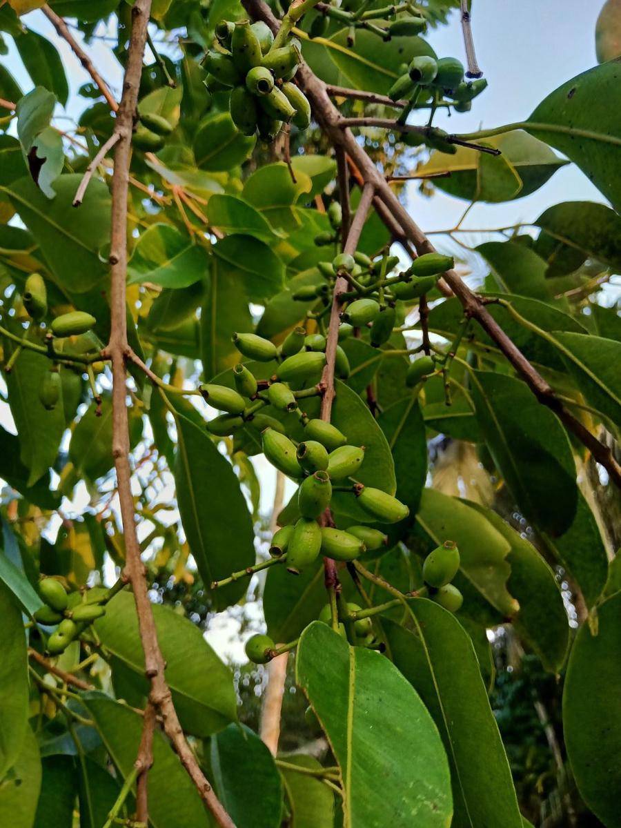 pohon jamblang (pixabay.com/abulhasanmondal707)