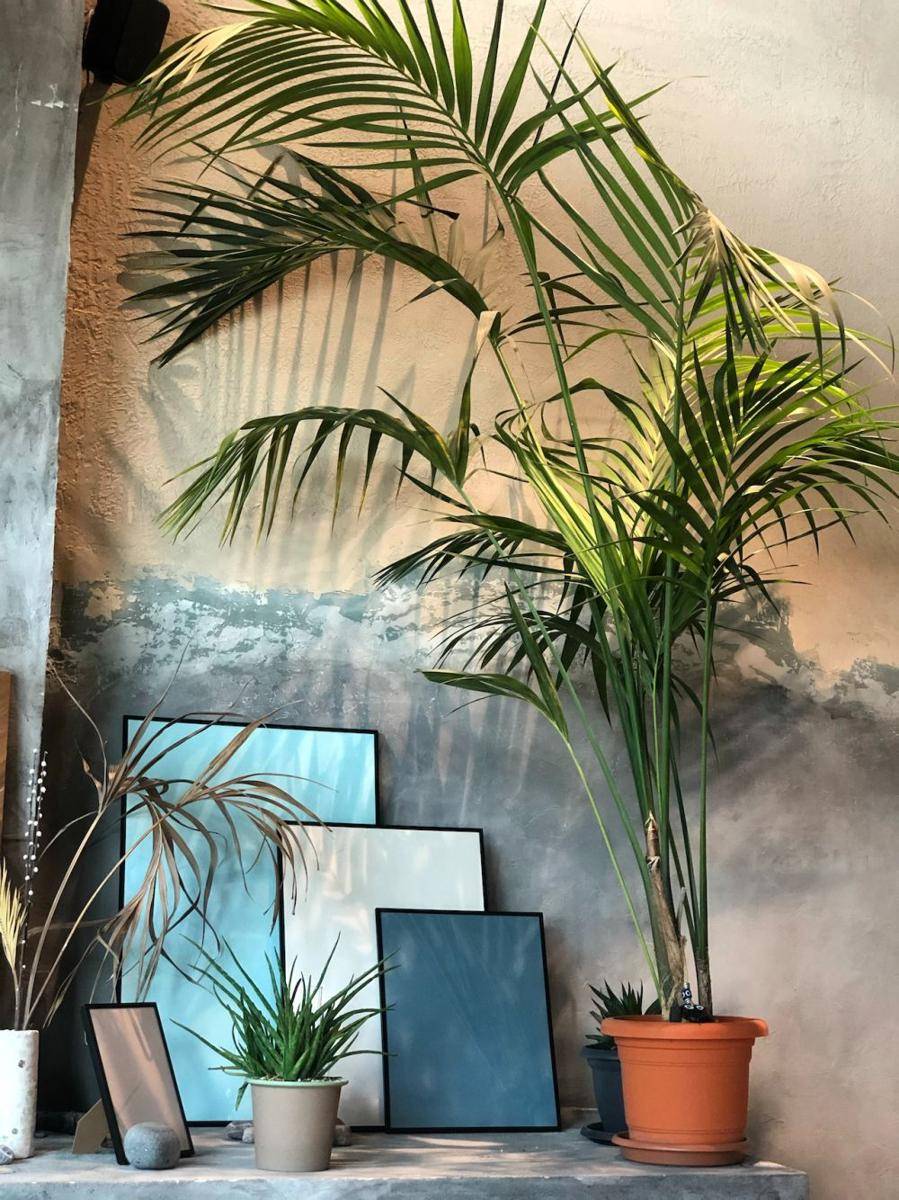 ilustrasi kentia palm (pexels.com/id-id/@sude-akpinar)