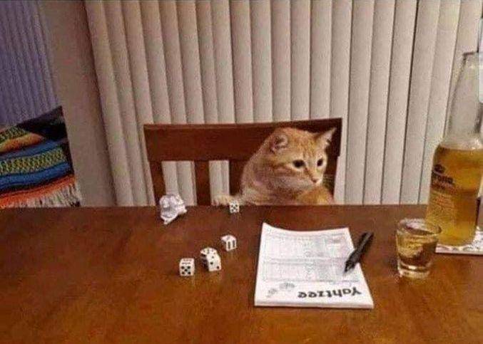 kelakuan kucing belajar (twitter.com/CATBRAINCELL)