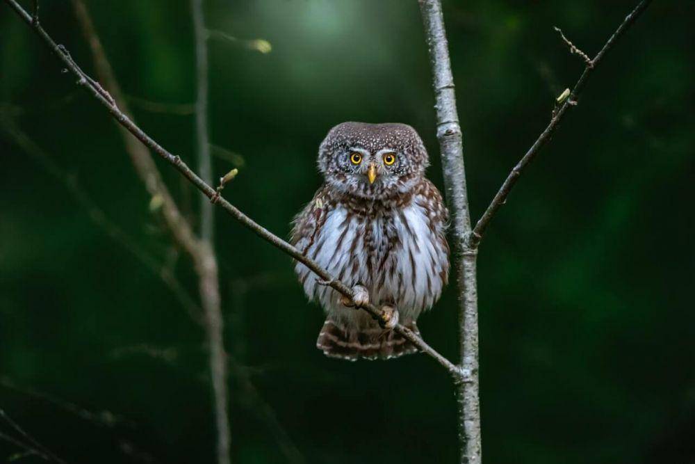 ilustrasi burung hantu elf (pexels.com/Erik Karits)