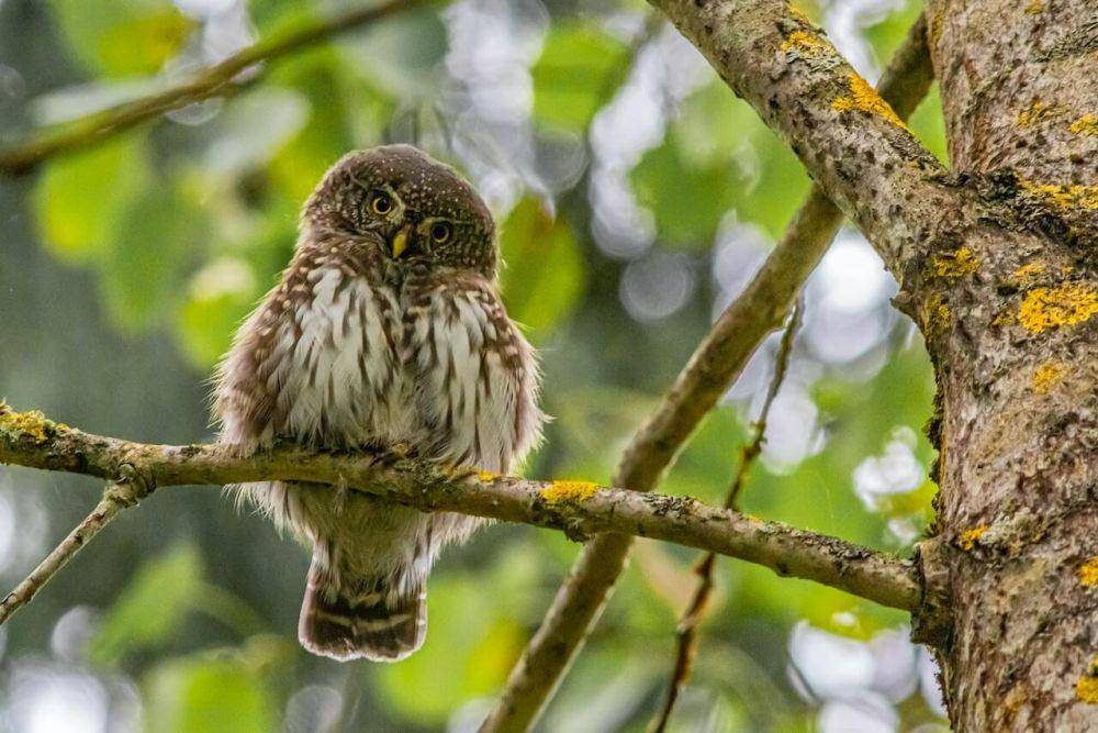 ilustrasi burung hantu elf (pexels.com/Erik Karits)