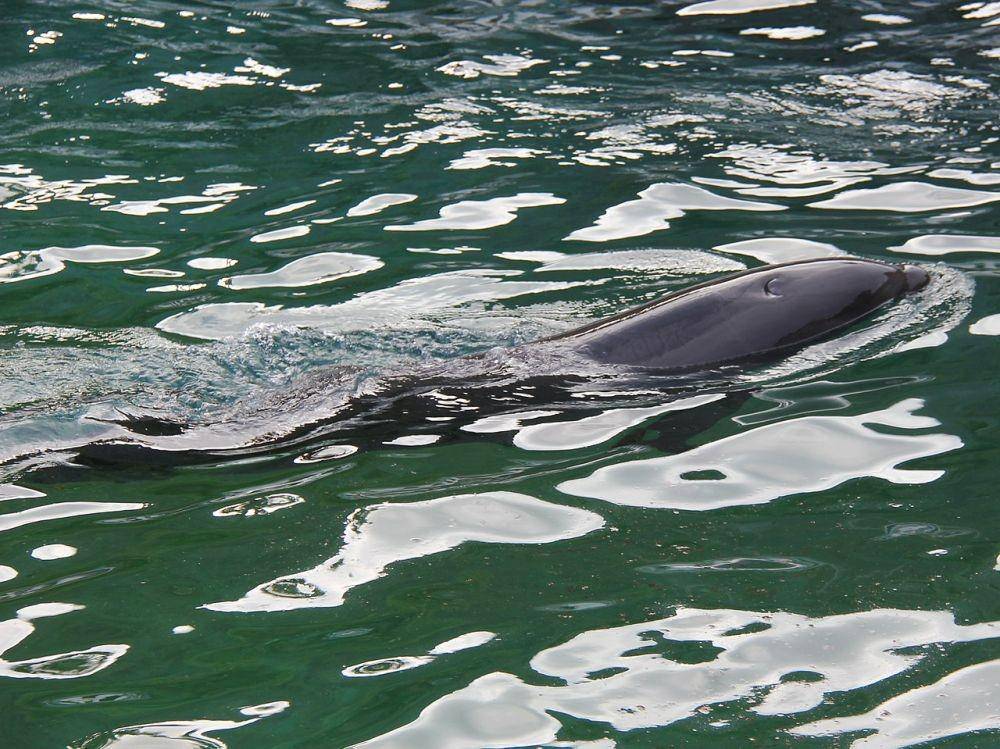 Wholphin (commons.wikimedia.org)
