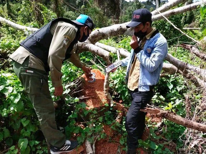 Ilegal logging di kawasan hutan di NTB. (dok. Gakkum Dinas LHK NTB)