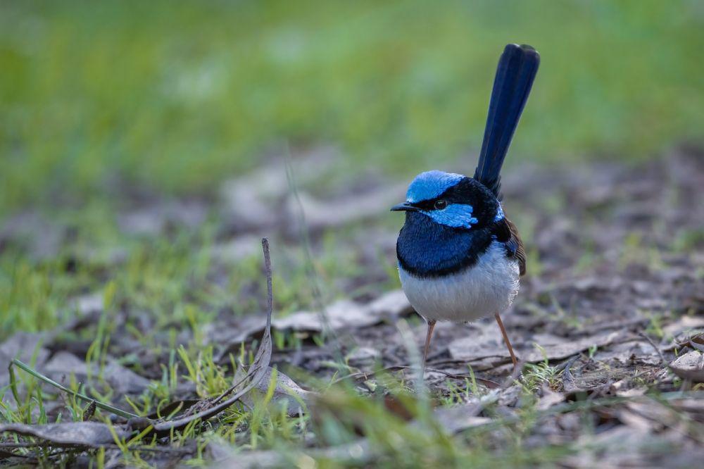 5 Fakta Superb Fairywren, Si Pemakan Serangga yang Menggemaskan