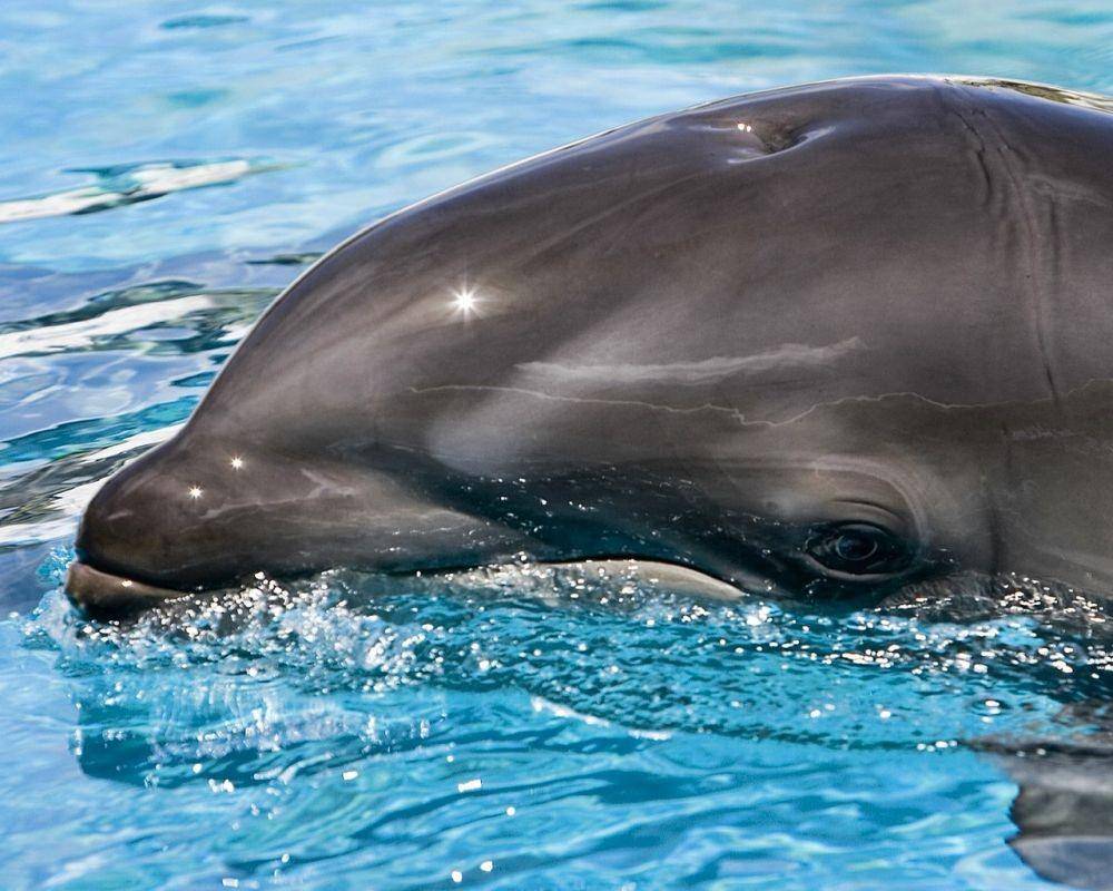 Kawili Kai, wholphin betina anak Keikaimalu (wikipedia.org)