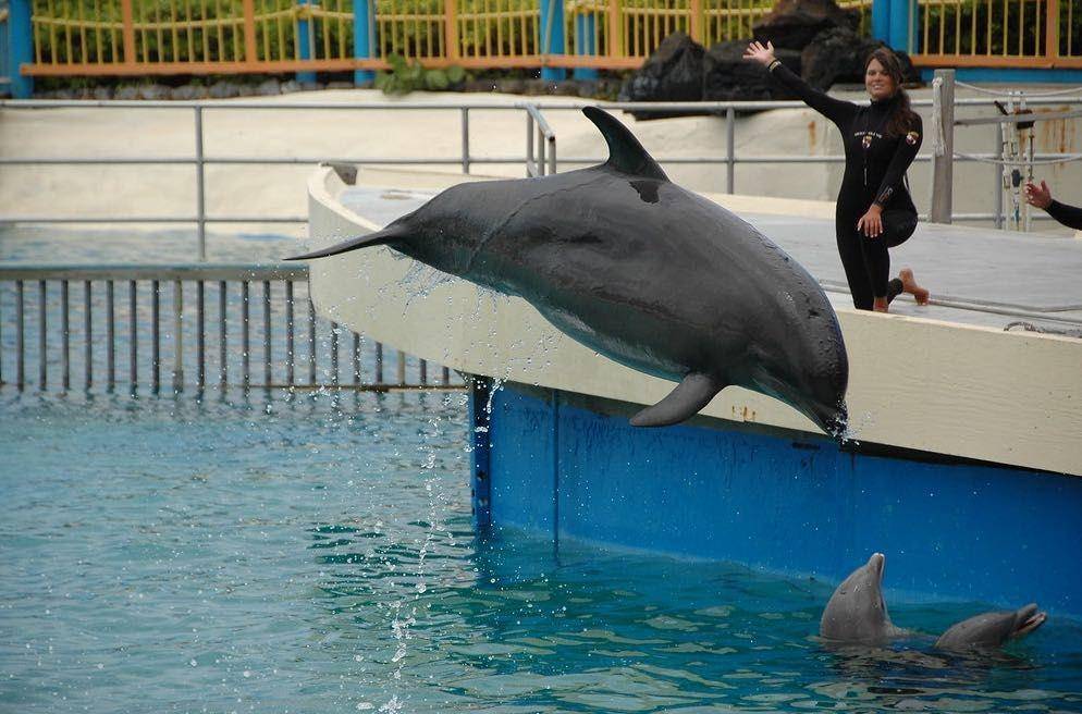 Keikamalu, wholphin pertama di dunia (gigihawaii.wordpress.com)