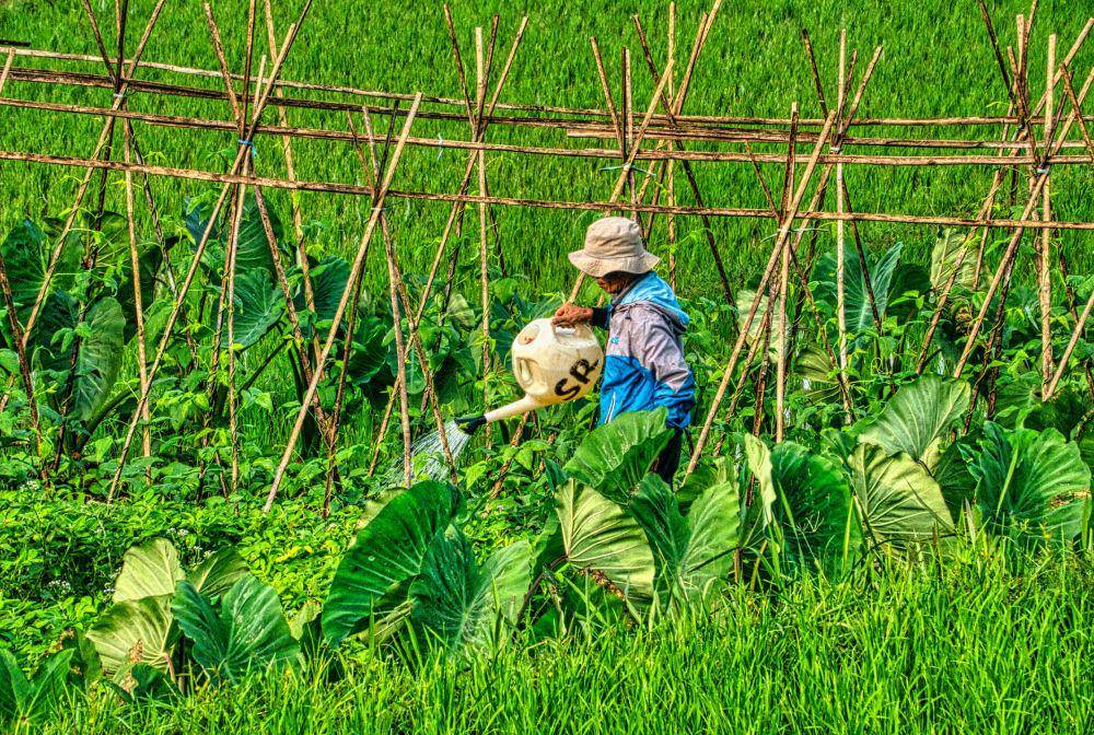 ilustrasi petani menyiram tanaman (pexels.com/Tom Fisk)