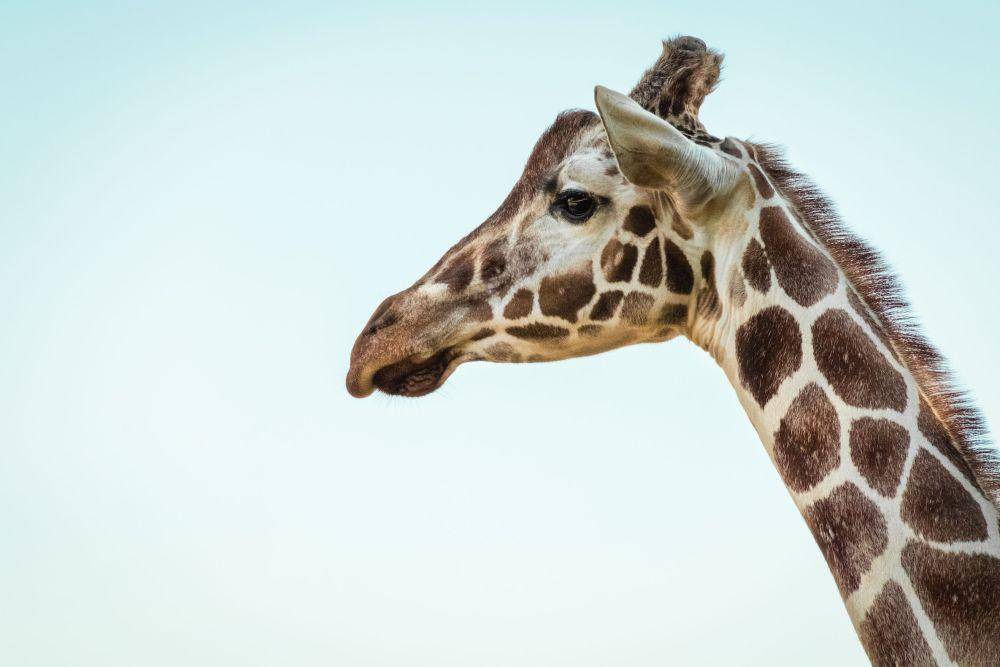 ilustrasi jerapah (unsplash.com/@pawel_czerwinski)