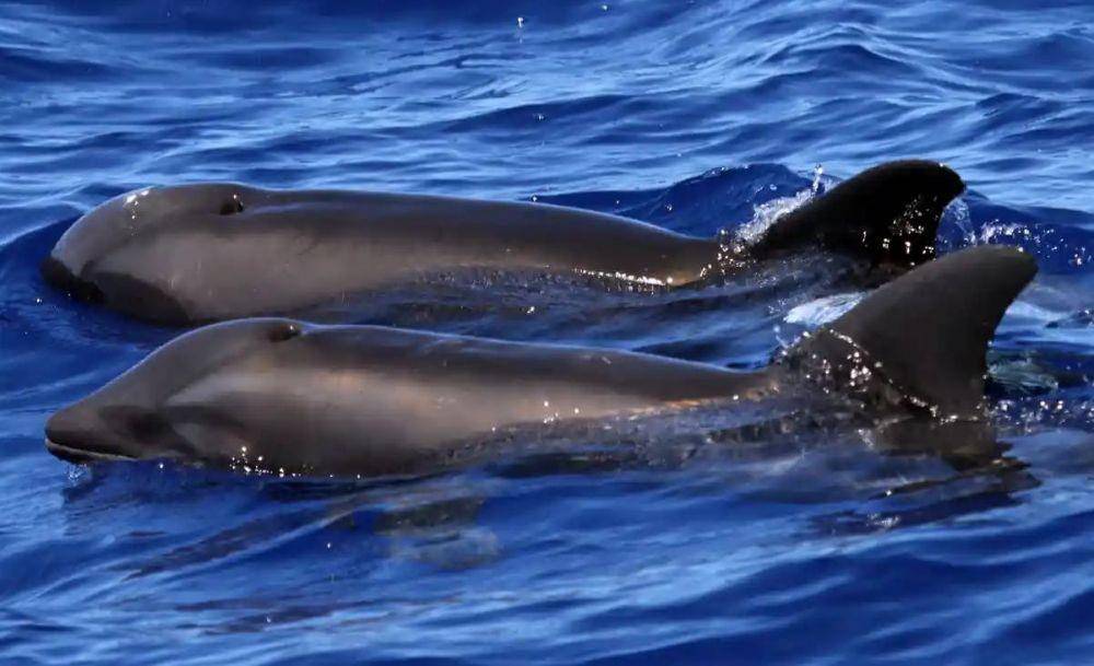 Wholphin (theguardian.com)