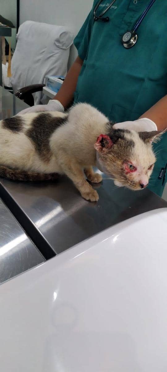 Dibuka Open Donasi untuk Obati Kucing yang Mengidap Tumor Ganas