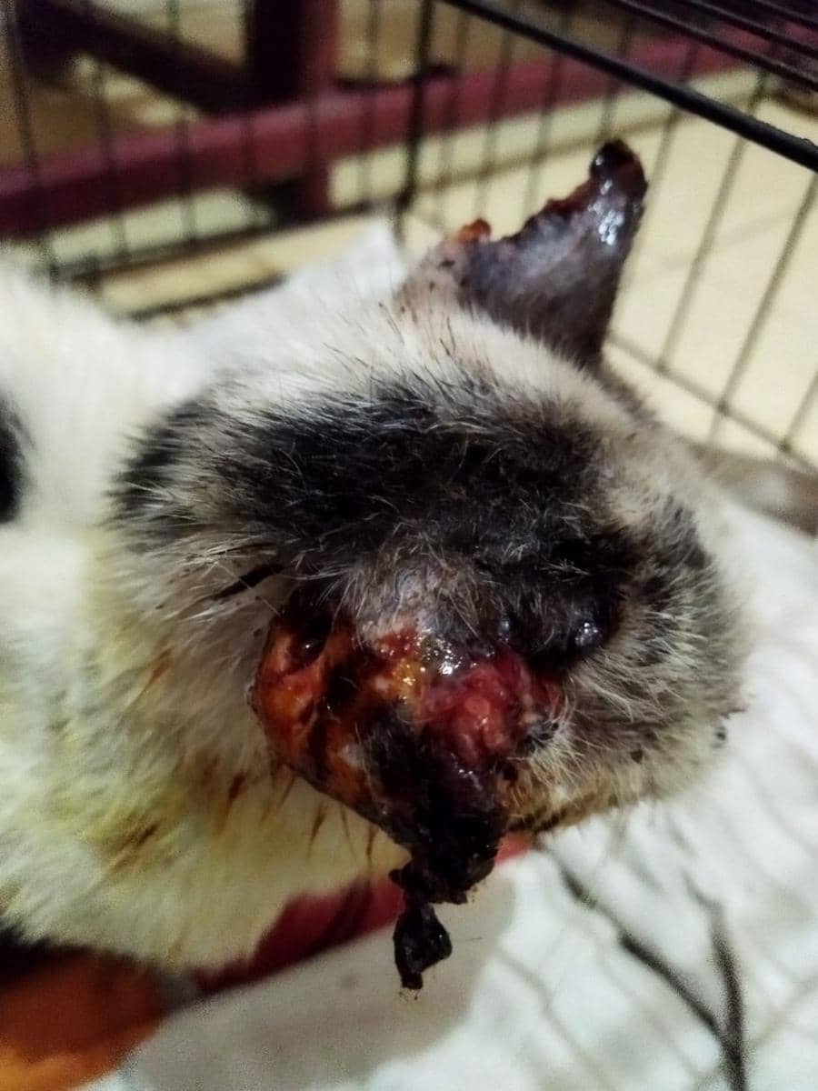 Kondisi kucing yang didiagnosa dokter hewan mengidap penyakit tumor ganas (Dok. Istimewa)