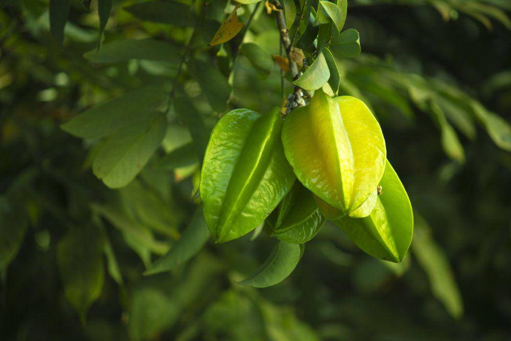 buah belimbing segar(pixabay.com/Mike Castelan)