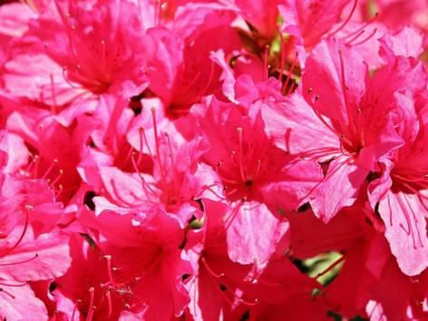 ilustrasi bunga azalea (pixabay.com/NoName_13)