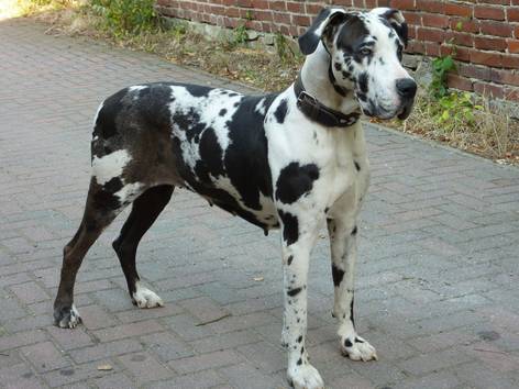 anjing Great Dane (pixabay.com/axi-schnaxi)