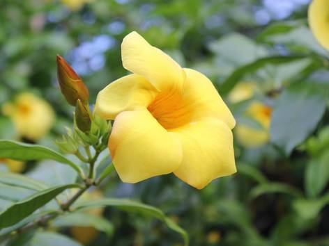 ilustrasi bunga alamanda (pixabay.com/Soegeng Riyanto)