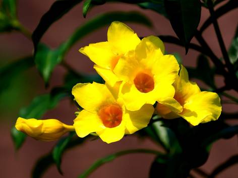 ilustrasi bunga alamanda (pixabay.com/hartono subagio)