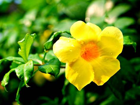 ilustrasi bunga alamanda (pixabay.com/hartono subagio)