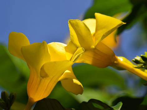 ilustrasi bunga alamanda (pixabay.com/Anita)