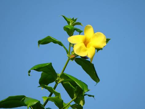 ilustrasi bunga alamanda (pixabay.com/hartono subagio)
