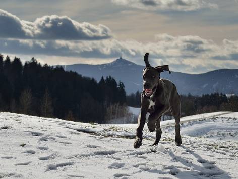 anjing Great Dane (pixabay.com/Martin Tajmr)