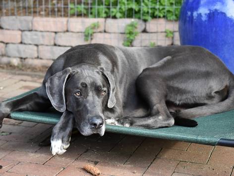 anjing Great Dane (pixabay.com/trwirth)