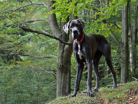 anjing Great Dane (pixabay.com/Martin Tajmr)