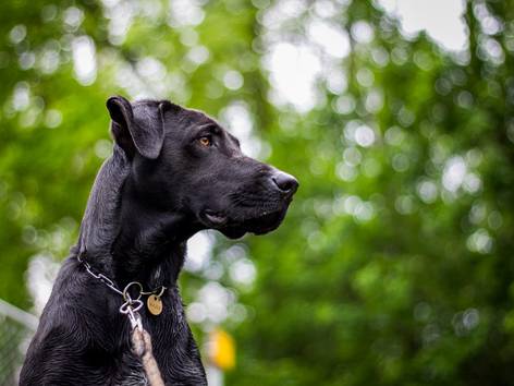 anjing Great Dane (pixabay.com/monnieblazkova)