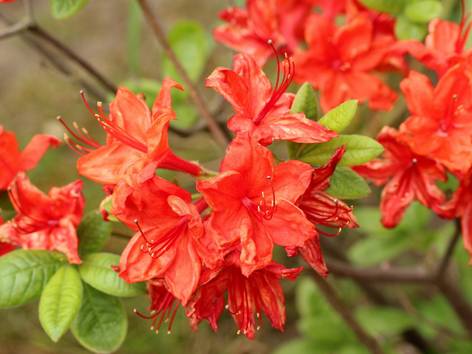 ilustrasi bunga azalea (pixabay.com/Alicja)