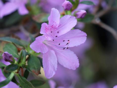 ilustrasi bunga azalea (pixabay.com/Olga Oginskaya)