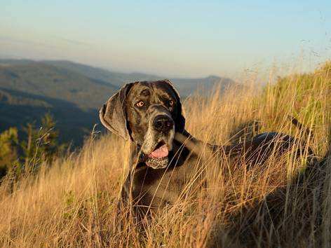 anjing Great Dane (pixabay.com/Martin Tajmr)