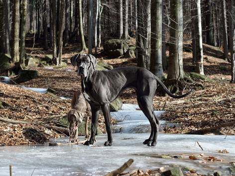 anjing Great Dane (pixabay.com/Martin Tajmr)