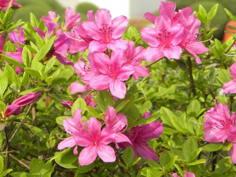 ilustrasi bunga azalea (pixabay.com/seongmi choi)