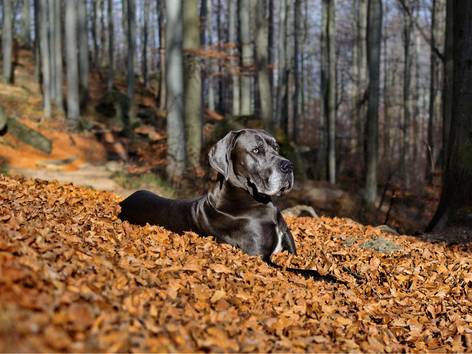 anjing Great Dane (pixabay.com/Martin Tajmr)