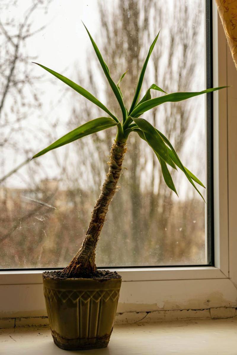 ilustrasi dragon tree (unsplash.com/@kostiantynvierkieiev)