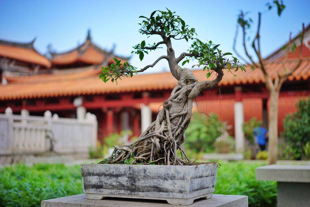 ilustrasi bonsai (unsplash.com/@keithfox)