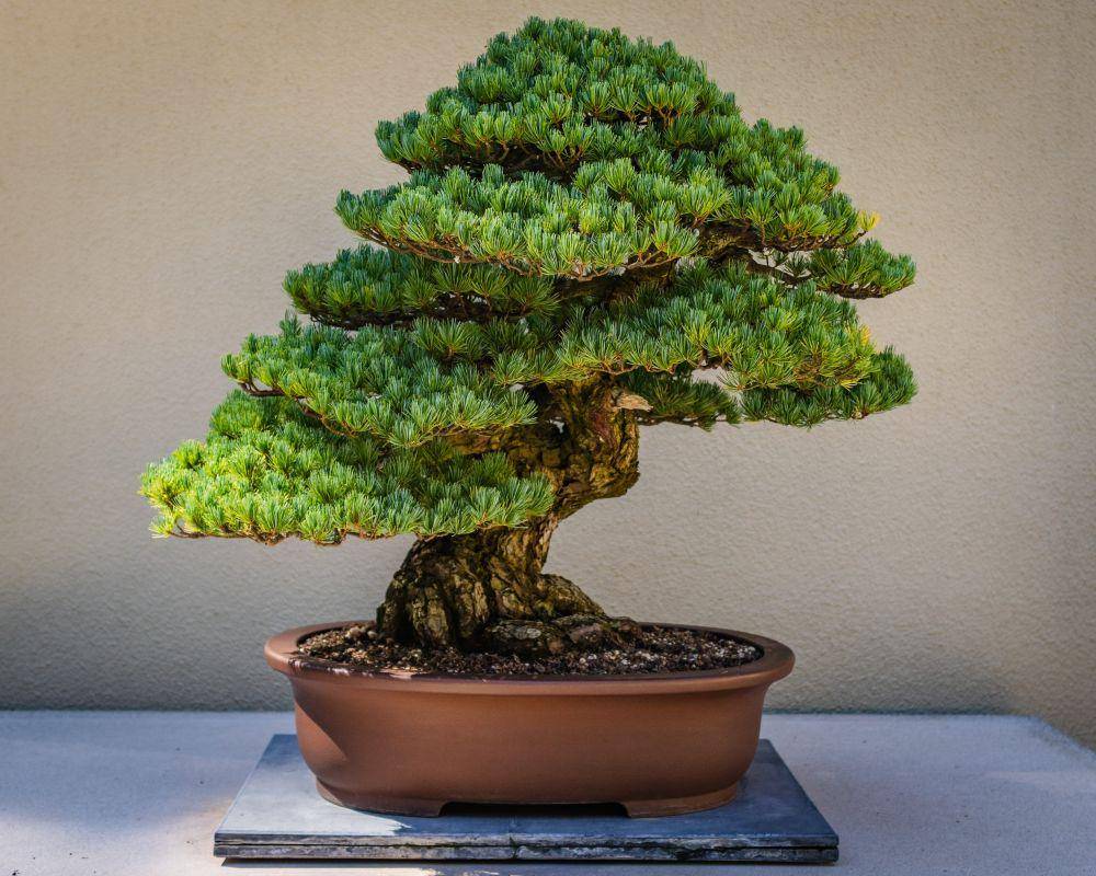 ilustrasi bonsai (unsplash.com/@devin_photography)