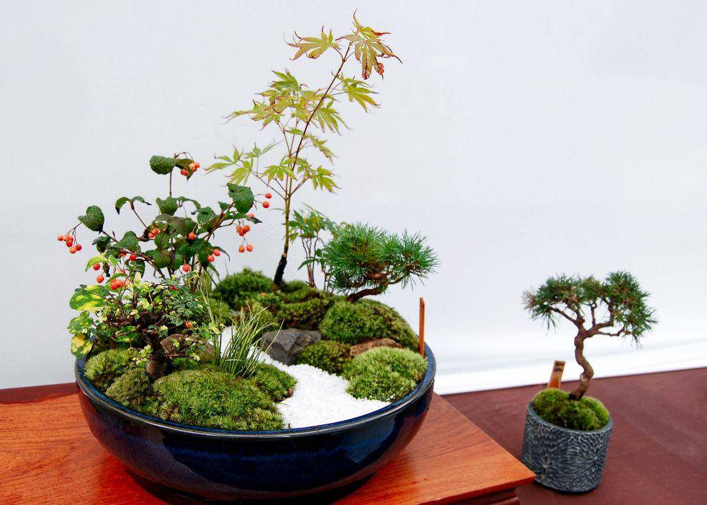 ilustrasi bonsai (unsplash.com/@susannschuster)